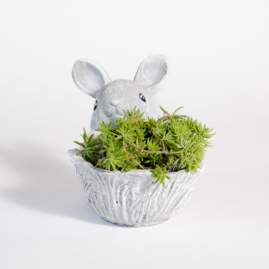 Rabbit Lettuce Planter