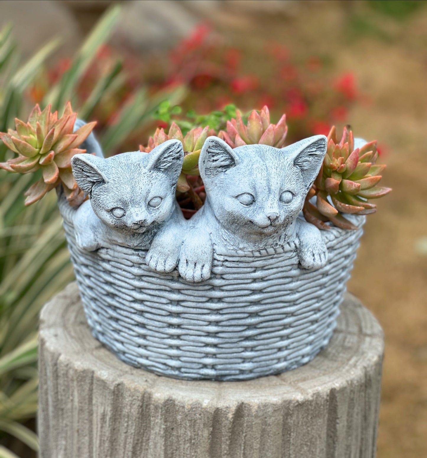 Kitten planter