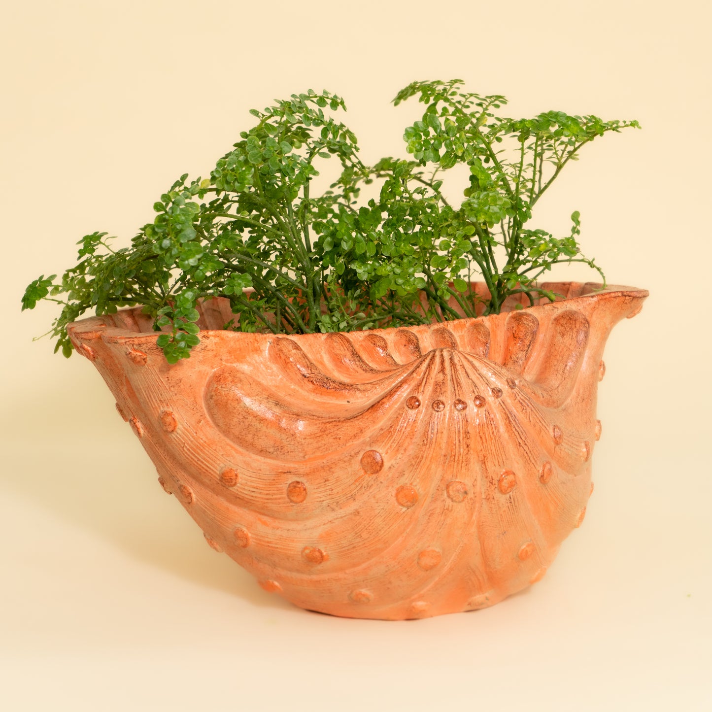 Oyester Shell Planter