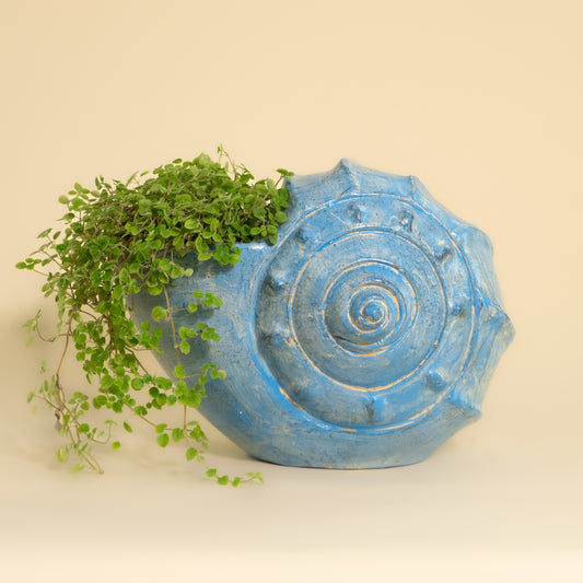 Crown Shell Planter